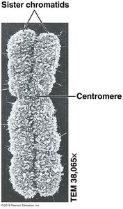 Chromatin structure in the nucleus