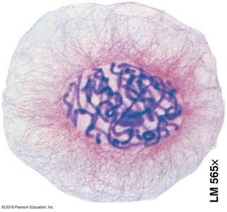 Chromatin fibers in the nucleus