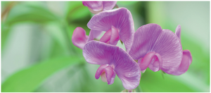 Pea plant flowers used in Mendel's experiments