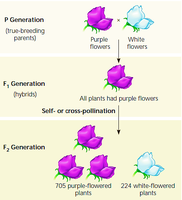 Diagram of Mendel's P, F1, and F2 generations in pea plants