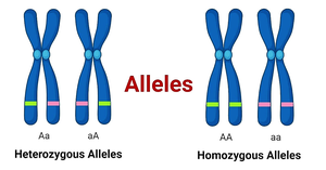 Diagram showing heterozygous and homozygous alleles