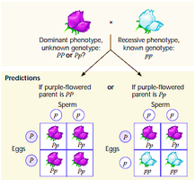 Testcross prediction diagram for pea plants