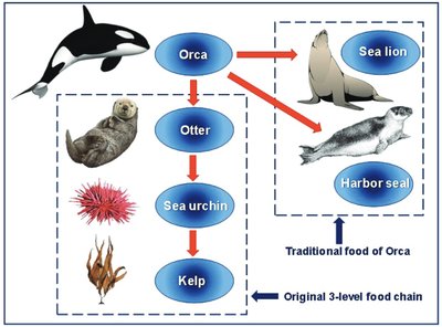 Marine food web with orca, otter, sea lion, harbor seal, sea urchin, kelp