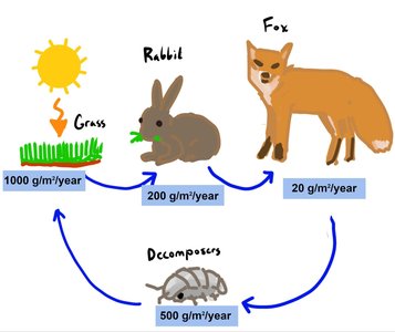 Terrestrial food chain with grass, rabbit, fox, and decomposers