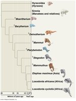 Phylogeny of elephants and relatives