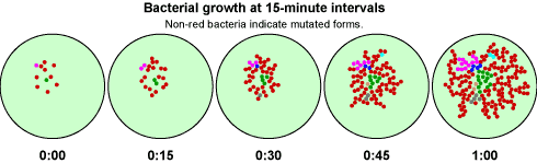 Bacterial growth and mutation over time