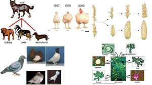 Examples of artificial selection in animals and plants