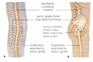Vestigial structures in humans and other mammals