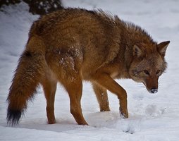 Eastern coyote (coywolf)