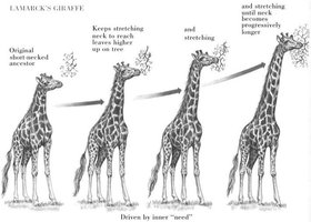 Lamarck's giraffe hypothesis illustration