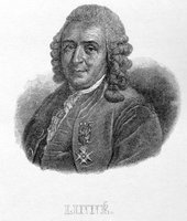 Portrait of Carolus Linnaeus