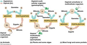 Diagram of animal, plant, and fungal life cycles