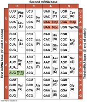 Codon table for translation