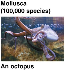 Mollusca: An octopus