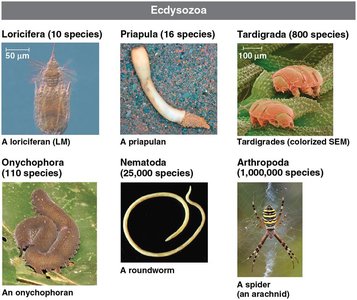 Ecdysozoa: Loriciferan, priapulan, tardigrade, onychophoran, nematode, spider