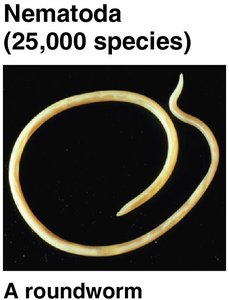 Nematoda: A roundworm