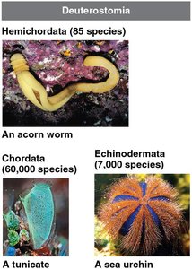 Deuterostomia: Acorn worm, tunicate, sea urchin
