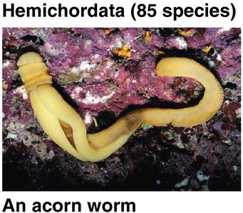 Hemichordata: An acorn worm