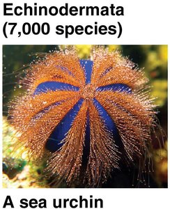 Echinodermata: A sea urchin