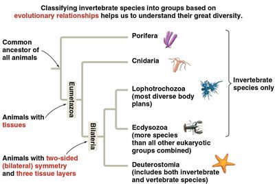 Evolutionary relationships among invertebrate groups