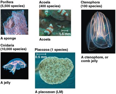 Examples of major invertebrate groups