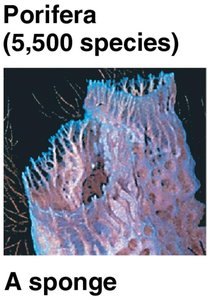 Porifera: A sponge