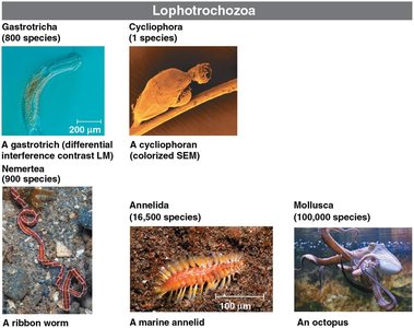 Lophotrochozoa: Gastrotich, cycliophoran, ribbon worm, annelid, octopus