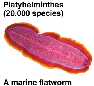Platyhelminthes: A marine flatworm