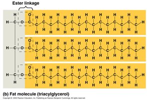 Fat Crystal Structures General Biology Study Guide: Macromolecules & Functions | Notes
