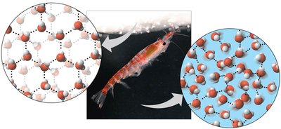 Molecular structure of ice and liquid water