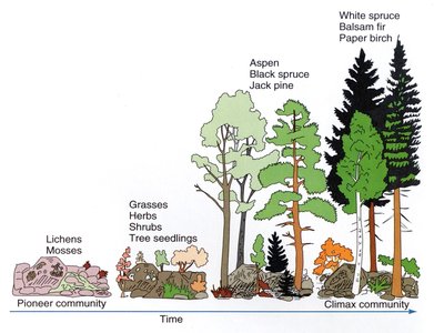 Successional stages from pioneer to climax community