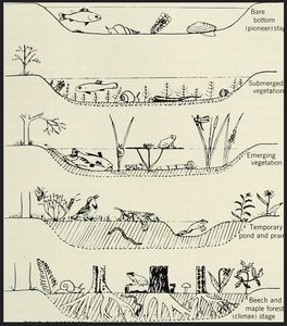 Superorganism vs. individualistic concept of succession