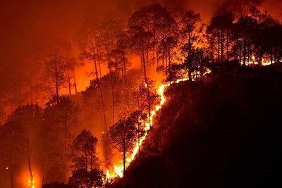 Forest fire as an example of disturbance