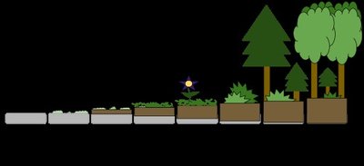 Diagram of succession stages