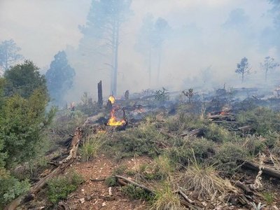Forest fire as an example of secondary succession
