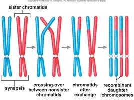 Diagram of crossing-over resulting in recombinant chromosomes