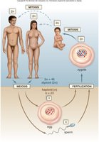 Diagram of spermatogenesis