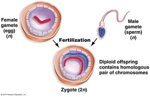 Diagram of fertilization restoring diploid chromosome number