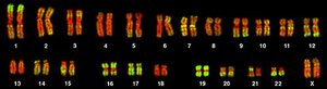 Human karyotype image