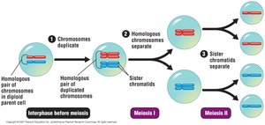 Diagram showing the two divisions of meiosis