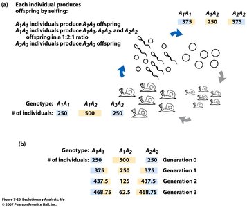Diagram showing selfing and genotype frequencies over generations