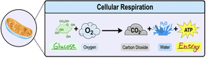 Diagram of cellular respiration showing glucose and oxygen converted to carbon dioxide, water, and ATP