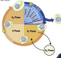 Diagram of the cell cycle showing interphase and mitosis phases