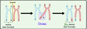 Diagram of crossing over and chiasma formation during meiosis