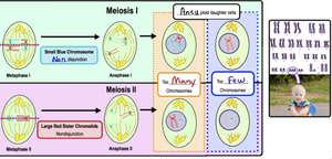 Diagram of nondisjunction during meiosis and resulting aneuploid cells