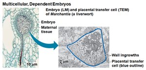 Embryo and placental transfer cells in Marchantia