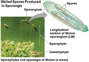 Sporangia and spores in moss