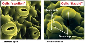 Guard cells opening and closing stomata