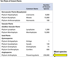 Table of ten phyla of extant plants
