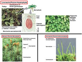 Classification of nonvascular plants